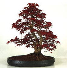 bonsai03.jpg